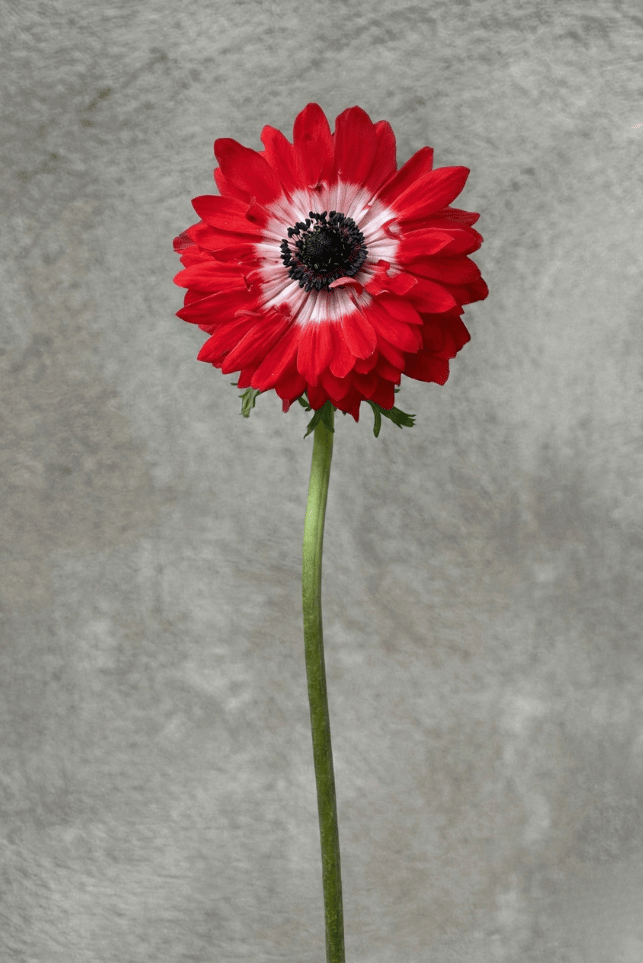 Red Full Star Anemone