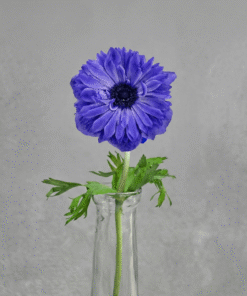 Blue Full Star Anemone