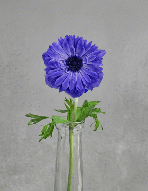 Blue Full Star Anemone