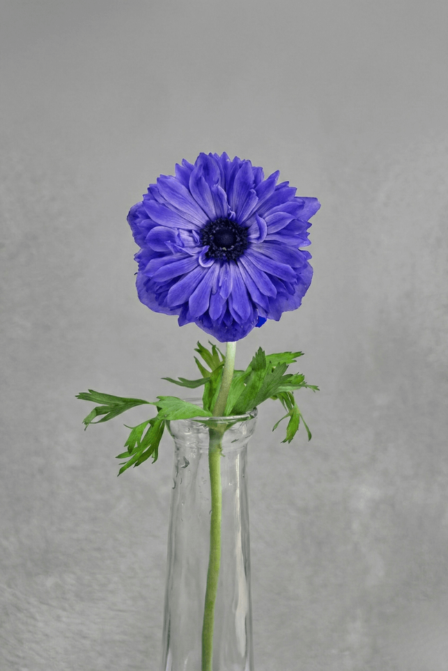 Blue Full Star Anemone