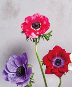 Alternative view of Petal Harmony Box