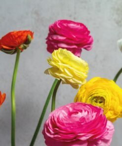 Assorted Ranunculus