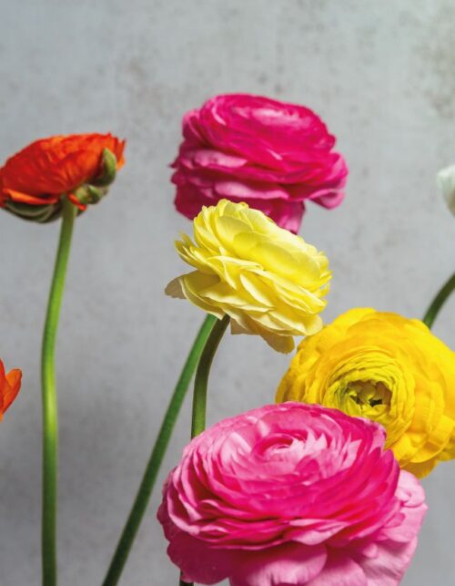 Assorted Ranunculus