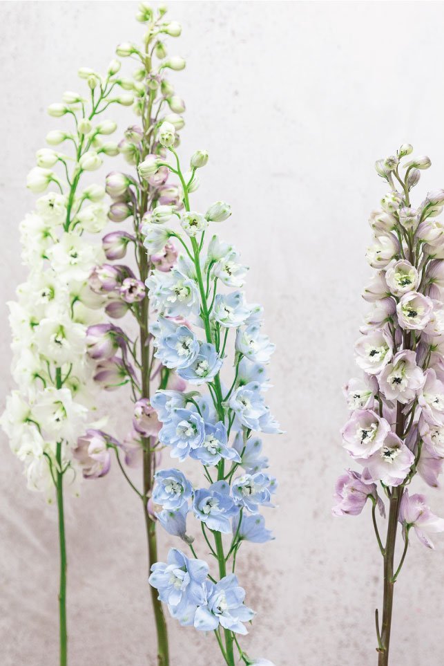 Elegant Garden Blend - Image 2