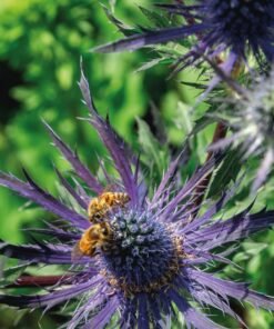 Eryngium