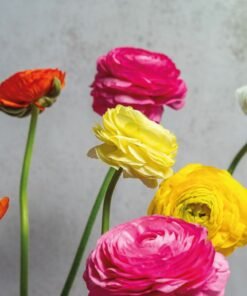 Alternative view of Petal Symphony Mix