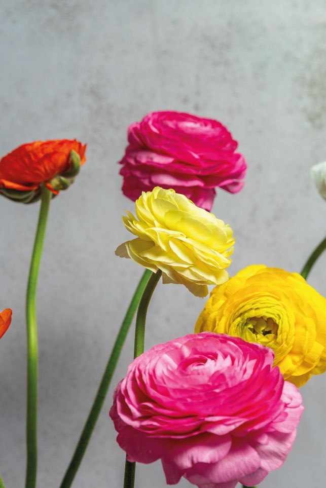 Petal Symphony Mix - Image 2