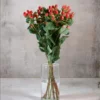 Red Hypericum