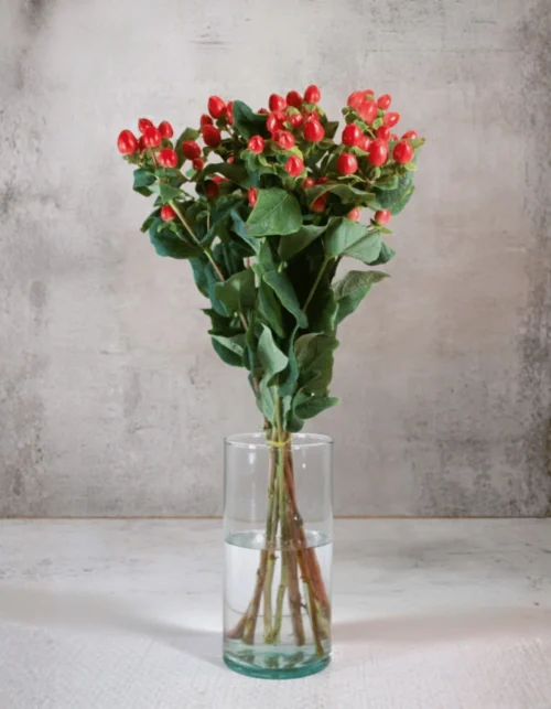 Red Hypericum