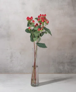 Alternative view of Red Hypericum