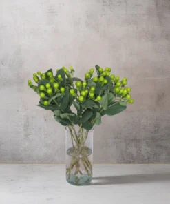 Alternative view of Hypericum Green