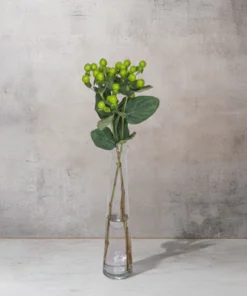 Hypericum Green