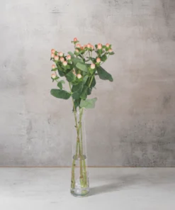 Hypericum Salmon
