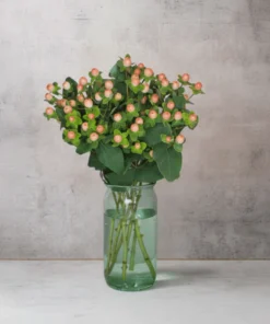 Alternative view of Hypericum Salmon