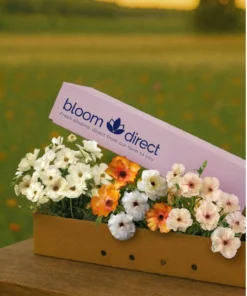 Butterfly Ranunculus Box 2