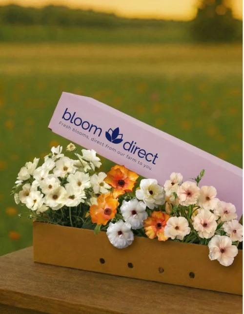 Butterfly Ranunculus Box 2